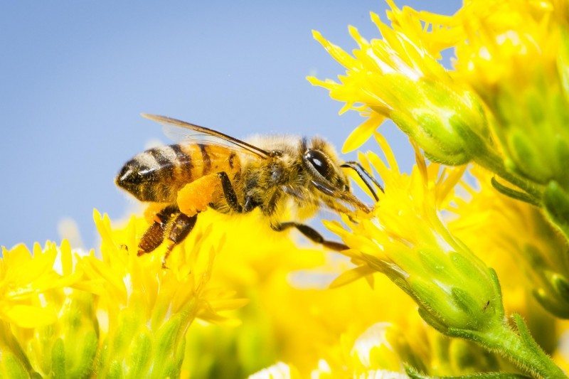 Пчелиниот отров против клетките на ракот