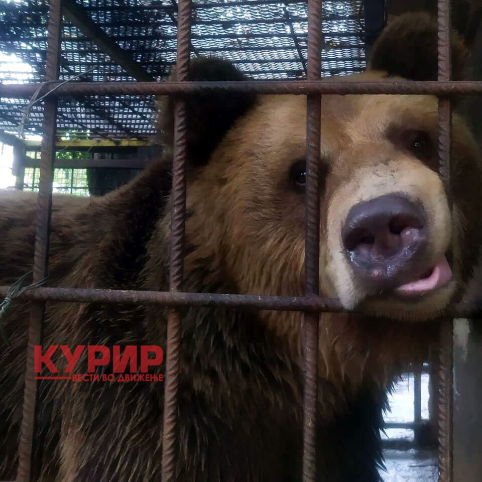 ФОТО: Мечето Теди од штипската зоолошка се сели во Бугарија