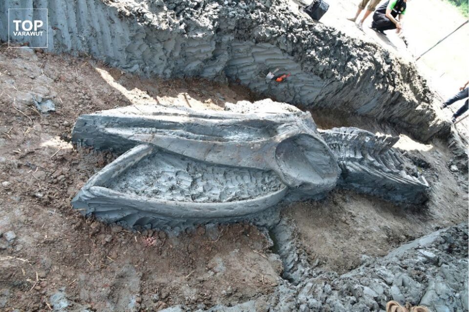 Во Тајланд пронајден древен скелет од редок вид кит