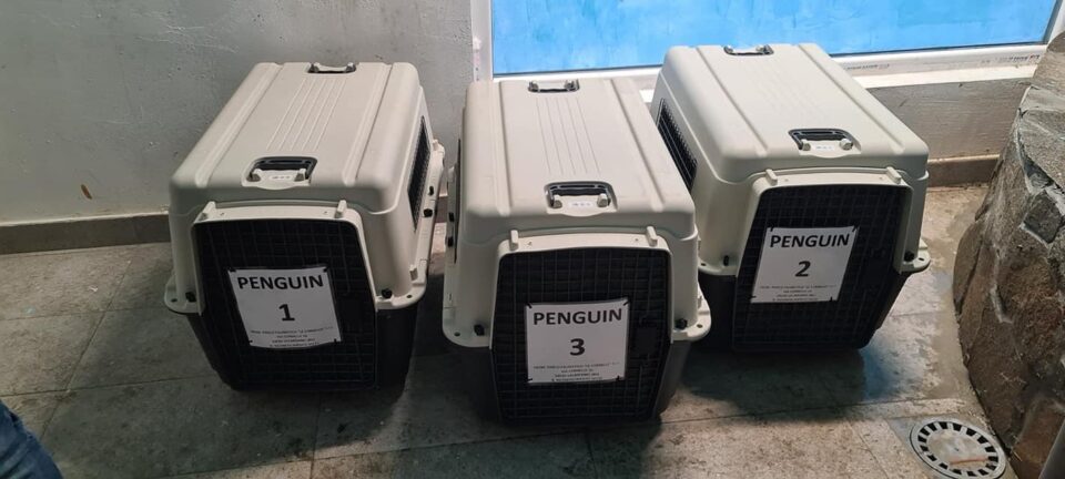 ФОТО: Пингвини пристигнаа во Зоо Скопје