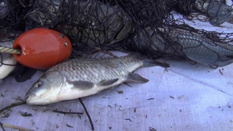 ВИДЕО: Пронајдени паразити во риби од Дојранското Езеро