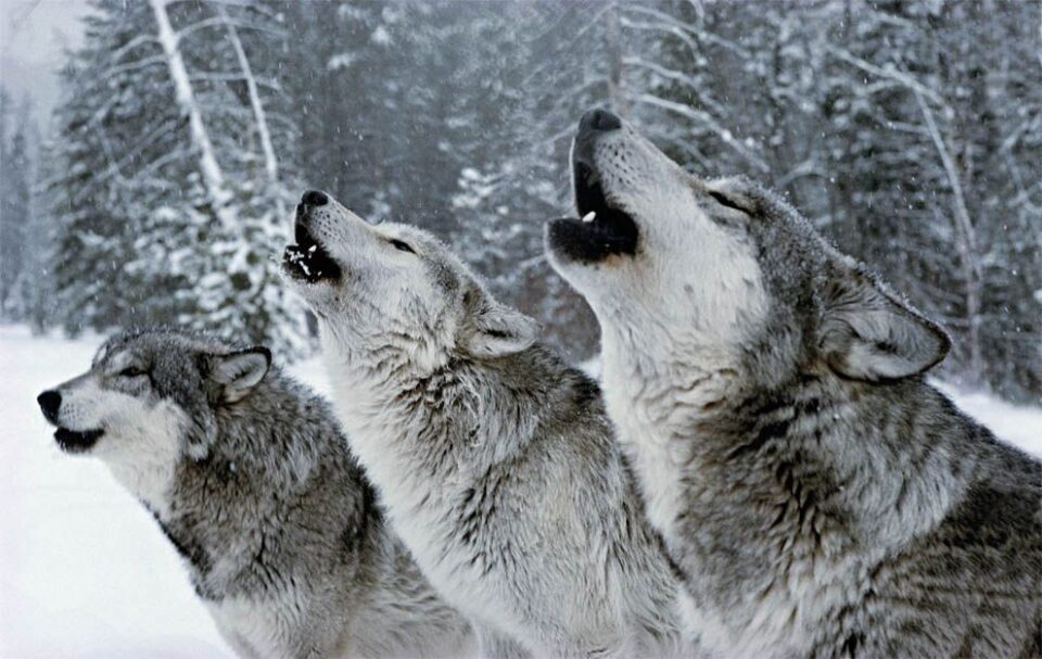 (ВИДЕО) Глутница волци држат во страв цело село во Русија