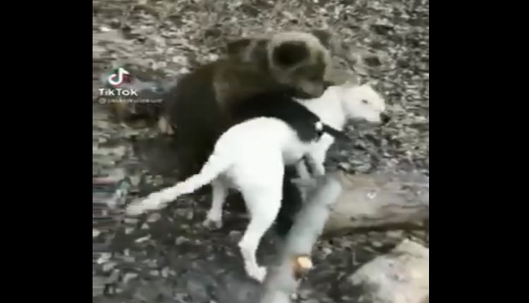 ВИДЕО: Скопјанец чува мече како домашно милениче