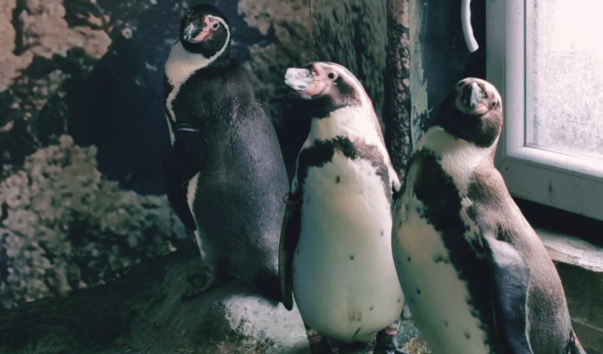 Пингвините излегоа од карантин, погледнете ги најуникатните жители на скопската зоолошка