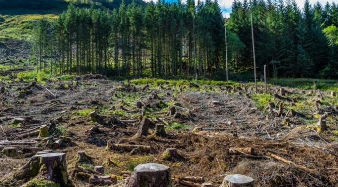 МВР работи на спречување на неконтролирана сеча на шумите