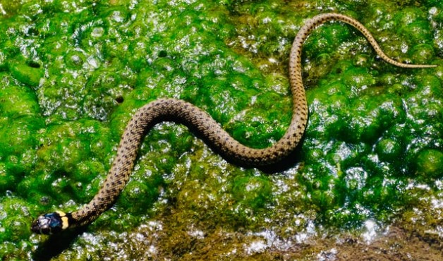 И научниците шокирани: Откриен нов вид на змија, мала е колку едно пенкало