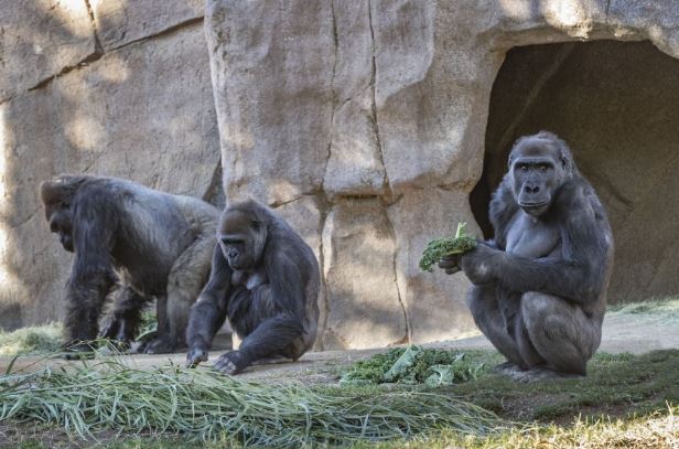 Заразените горили со коронавирус целосно оздравеле