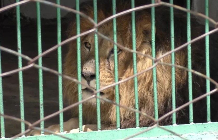 Лав нападнал чуварка во зоолошка додека му го чистела кафезот