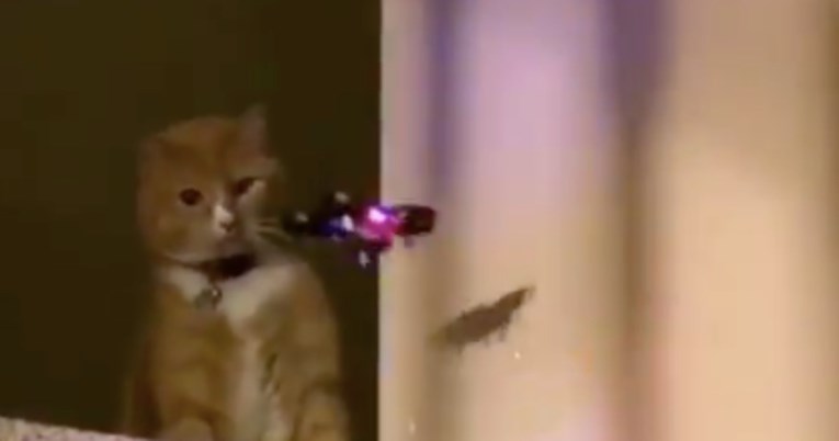 И се приближи дрон а таа со еден удар го „среди“ – мачка стана хит на интернет (ВИДЕО)