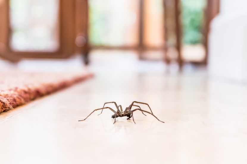 Еве зошто не треба да ги убивате пајаците во вашиот дом: Истражувачите откриваат колку се корисни!