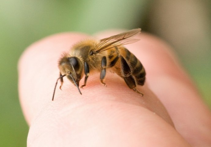 Американец во кома по 20.000 убоди од „пчели убијци“