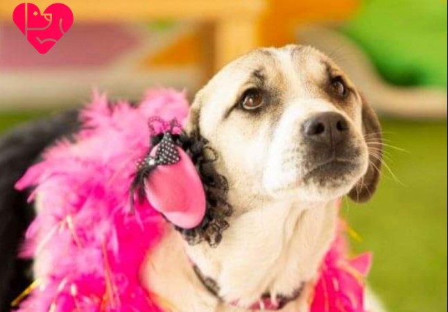 Маскенбал во „Лајка“: Прекрасни кучиња го бараат својот дом