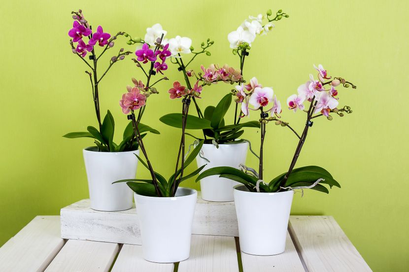 Како да пресадите орхидеи: Едноставни трикови за подолг живот на најубавите домашни растенија