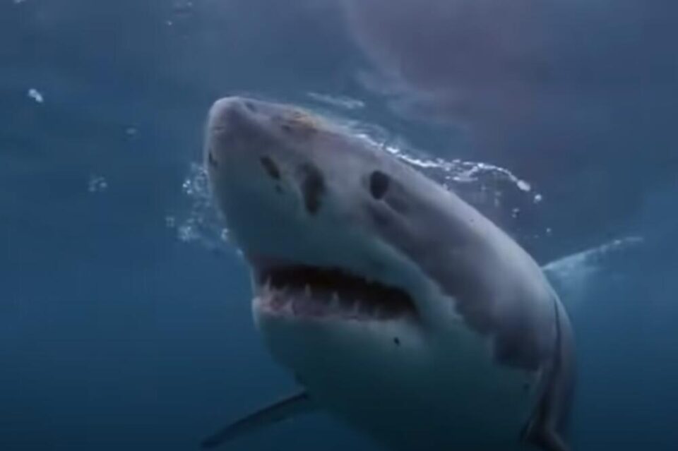 Паника на ова туристичко место каде одат и Македонци – најбрзата ајкула на светот забележана токму таму!