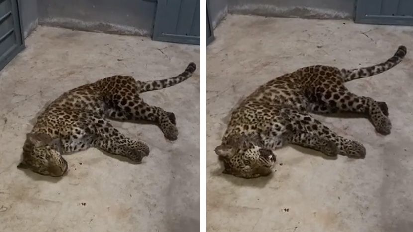 Тројца леопарди избегале од сафари паркот во Кина, локалното население 7 дена не знаело дека опасните мачки се на слобода