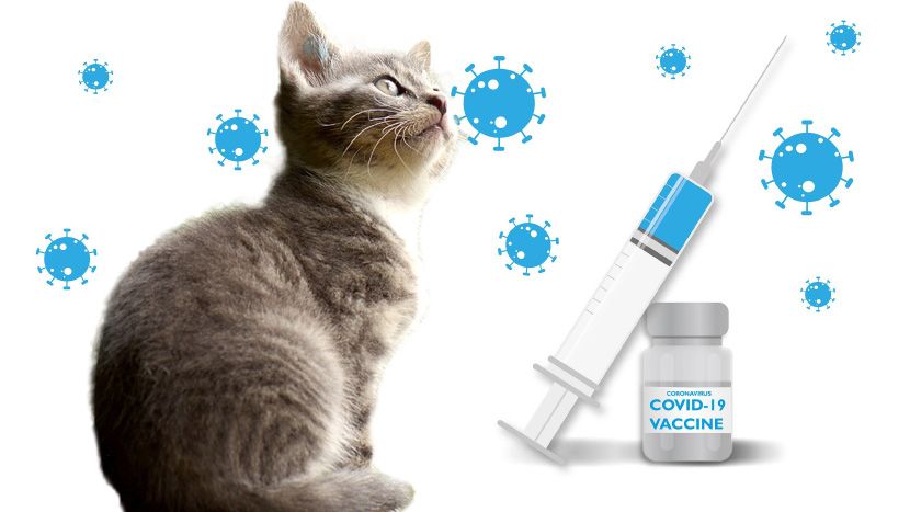 Во Русија започна вакцинацијата на животни против коронавирусот: Карнивак-ков е единствената регистрирана вакцина