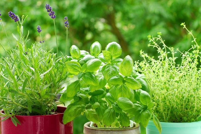 Го чува здравјето и привлекува богатство: Ова растение мора да го имате во вашиот дом