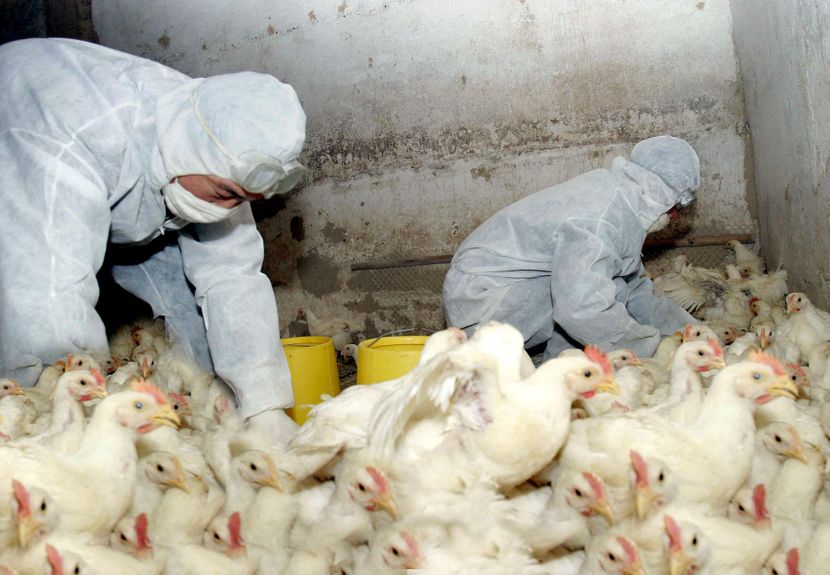 Кинез заразен со нов вид на птичји грип – дали има опасност од пандемија?