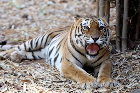 Убиец на 70 тигри уапсен по 20 годишна потрага