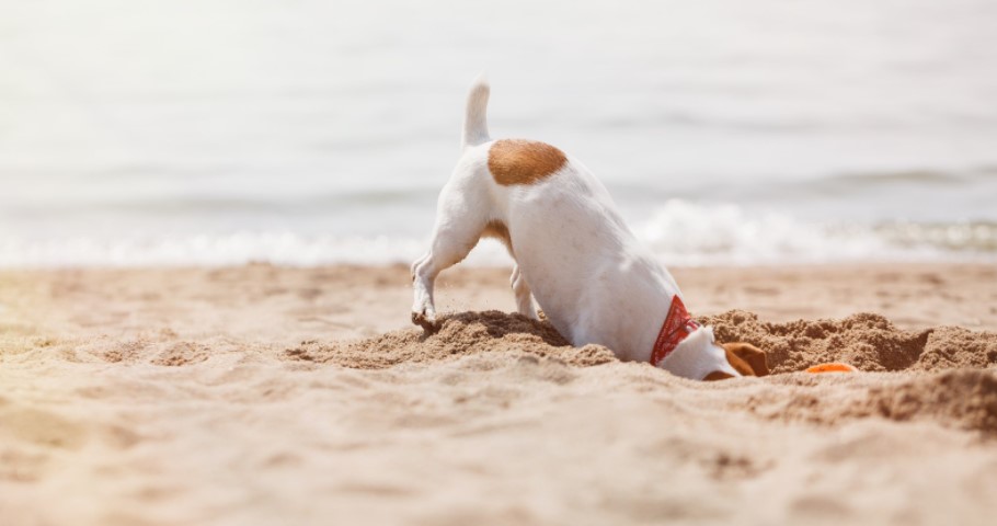 ВАЖНИ СОВЕТИ: Ако на одмор го носите и вашето куче, овие работи МОРА да ги знаете