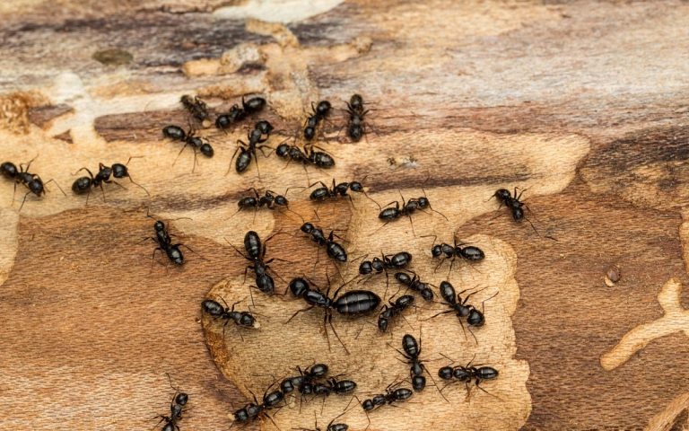 Истражување: Мравките можат да намирисаат рак во урината
