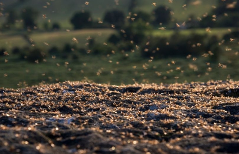 Рој летачки мравки може да се појави на „Вембли“ за време на финалето на ЕП