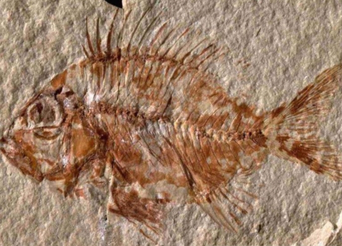 Пронајден фосил од риба стар 95 милиони години