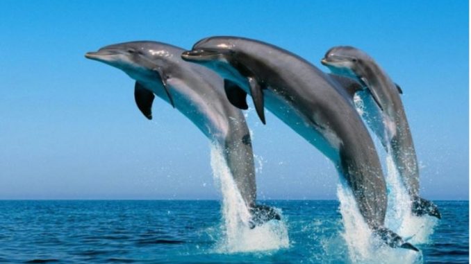 Во бугарските територијални води во Црно Море регистрирани се 74.000 делфини
