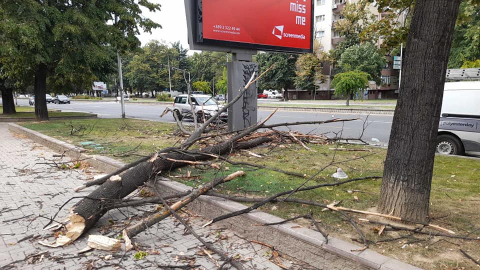 ФОТО: Паднати и искршени дрва по силниот ветер во Скопје