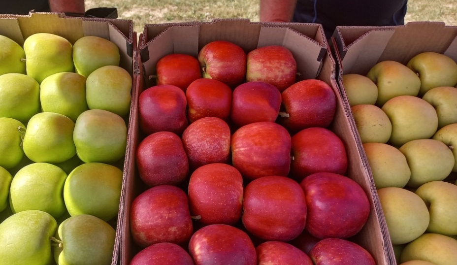Бавен откупот на преспанското јаболко, производителите бараат продолжување на субвенциите