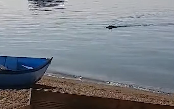 ВИДЕО: Дива свиња ужива и се бања во Охридското езеро