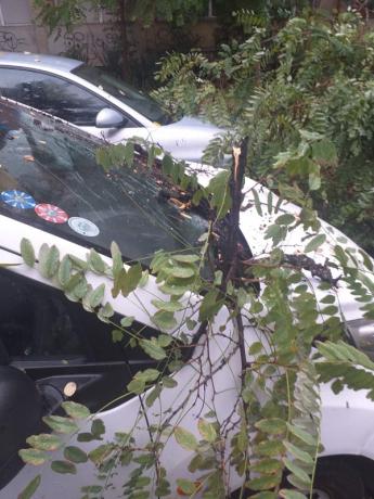 Падна дрво во Кисела Вода, оштетени два автомобили (ФОТО)
