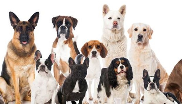 Продолжете им го животот на своите кучиња со ОВИЕ важни совети од ветеринарите