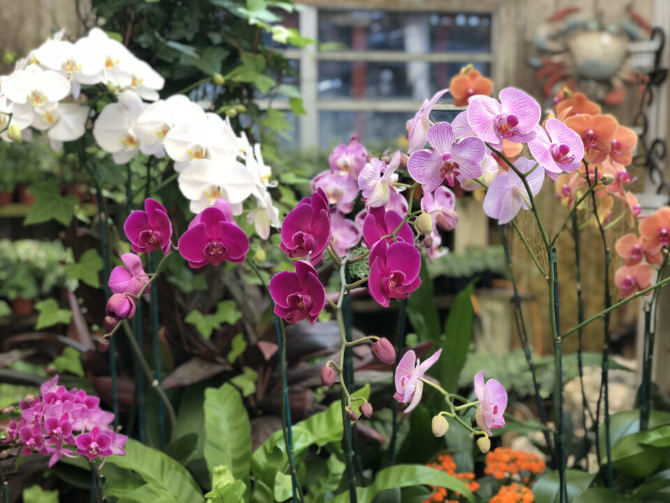 Спасете ги орхидеите кога ќе започне коренот да им се суши – ова се четирите совети за успешна нега