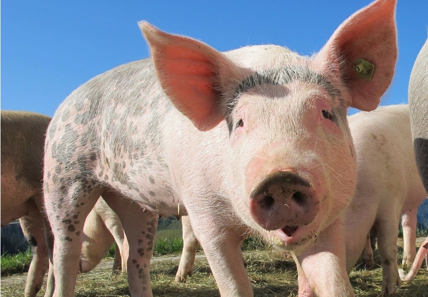 Бубрег од свиња функционира 32 дена во клинички мртов човек