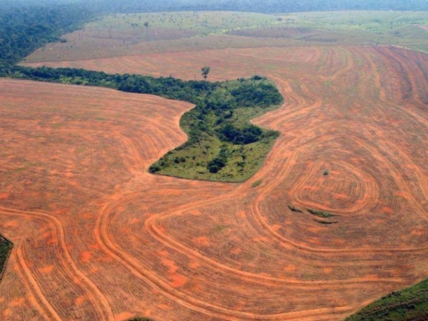 Бразил планира да го запре нелегалното уништување на шумите до 2028 година
