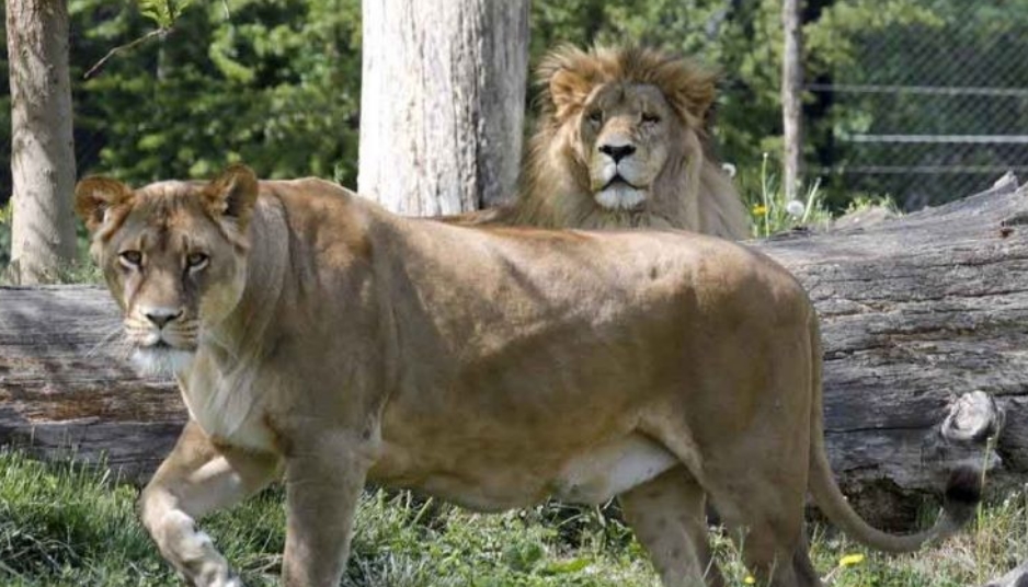 Лавови во Хрватска се заразиле со коронавирус