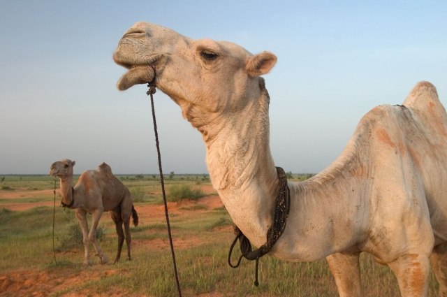 Скандал на натпреварување: На камили им вбризгувале боток и хијалурон