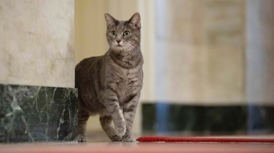 ФОТО: Џил Бајден ја вдоми првата мачка во Белата куќа, запознајте ја Вилоу