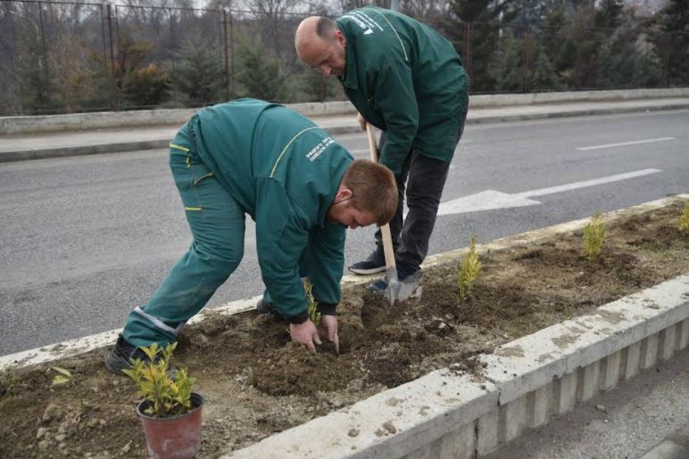 Се уредува зеленилото по должината на булеварот Србија