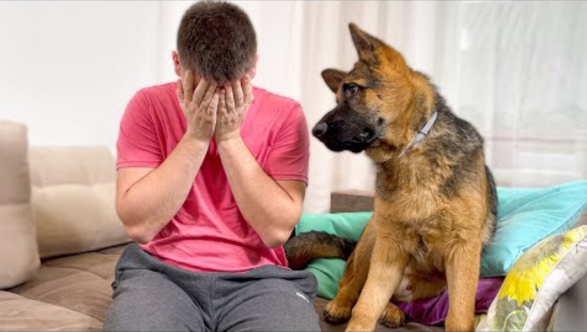 Реакцијата на германскиот овчар на „плачењето“ на сопственикот ги насмеа СИТЕ на социјалните мрежи (ВИДЕО)