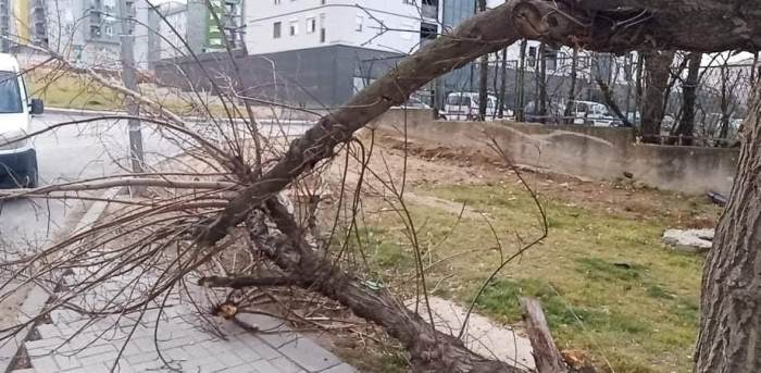 Силниот ветер во Велес урна дрва и гранки на повеќе локации