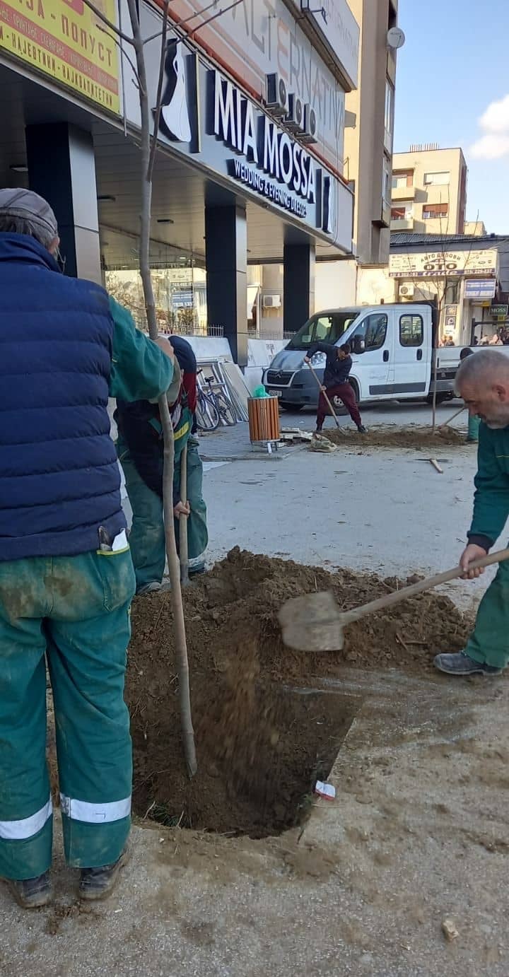 По вчерашното несовесно сечење дрвја од непознат сторител на „Крсте Мисирков“, денеска засадени нови