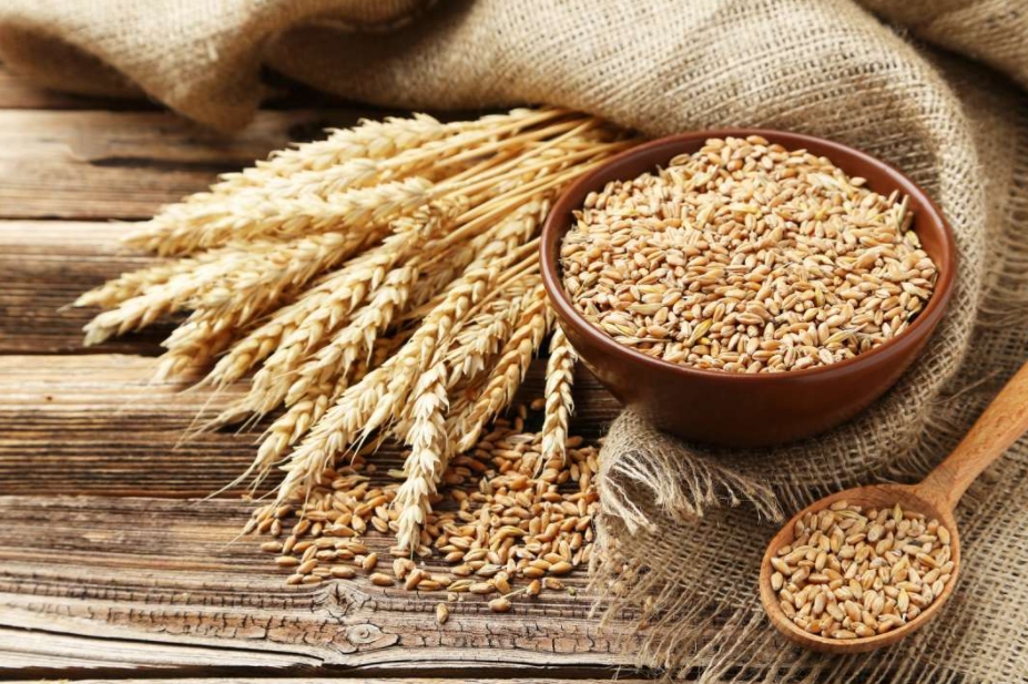 Од денеска забранет извозот на пченица, јачмен, пченка и брашно, државните резерви се полни