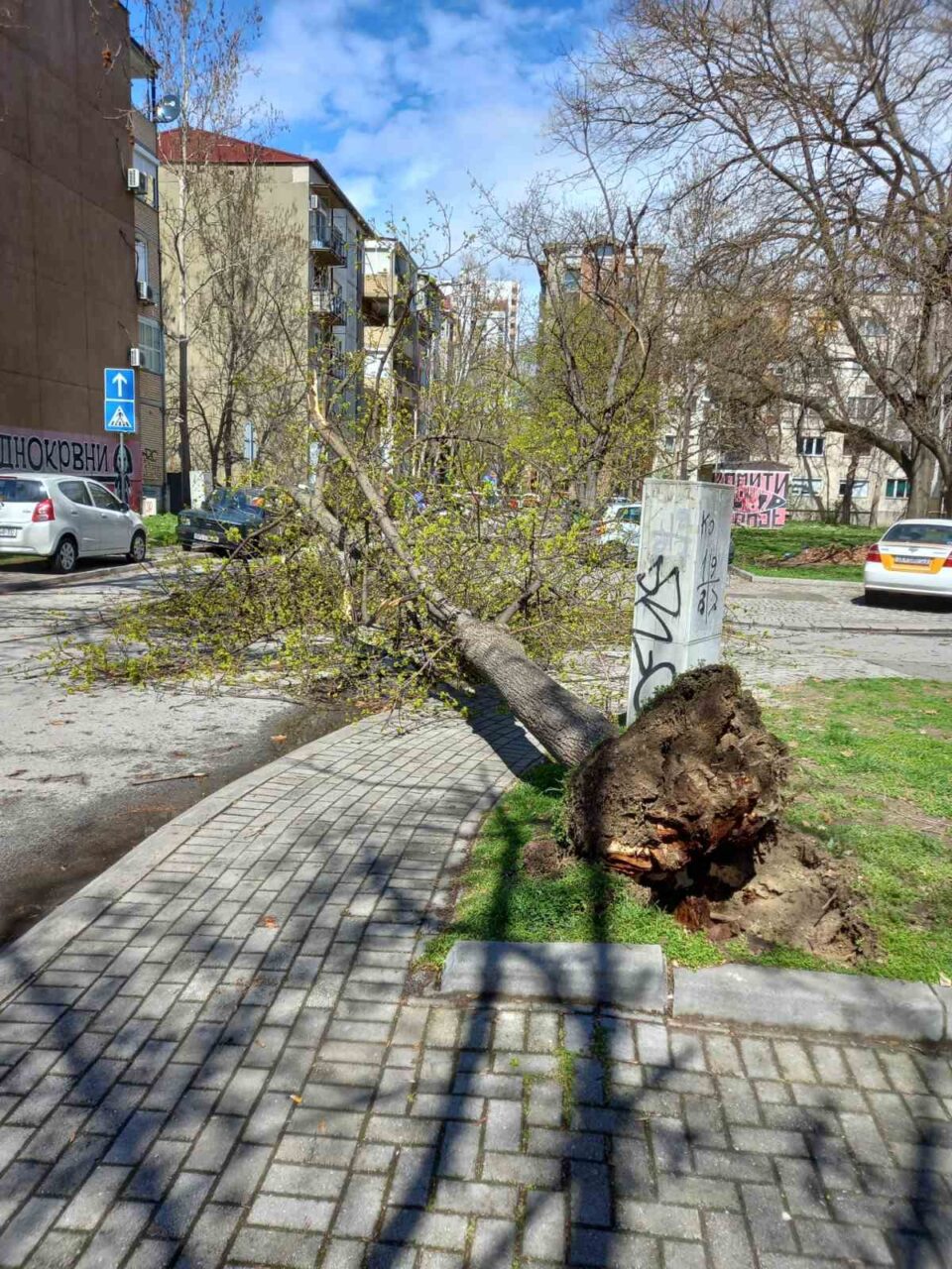 ФОТО: Силниот ветер бутна дрво во Карпош, ова се деталите