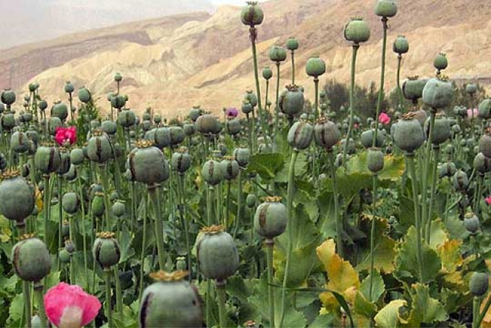 Авганистан забрани одгледување афион