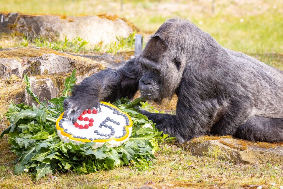 ФОТО+ВИДЕО: Најстарата горила наполни 65 години
