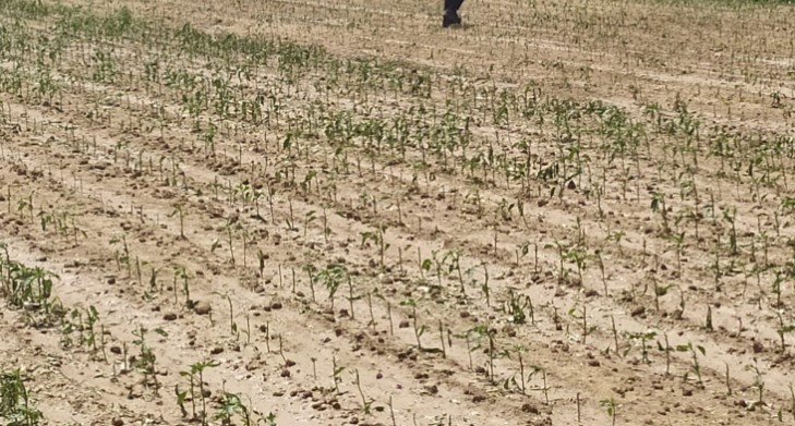 Демир Капија доби пари за обесштетување на земјоделците кои лани претрпеа штети од ниските температури