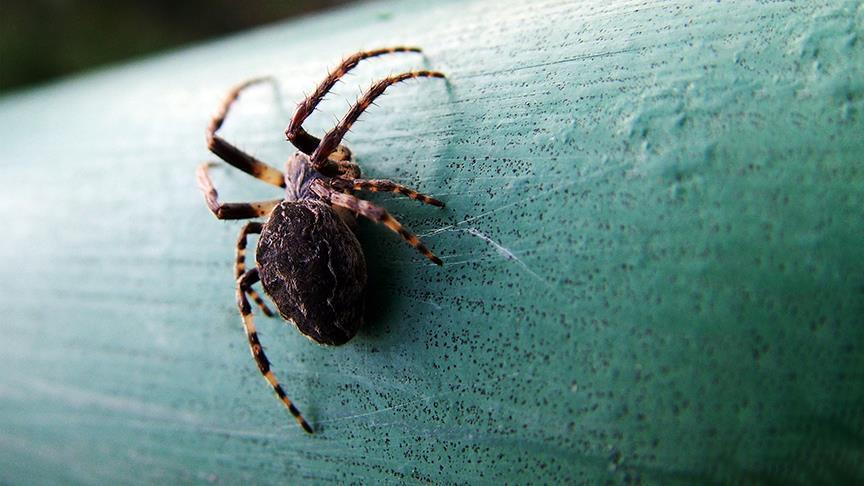 Бројот на познати видови пајаци достигна 50.000