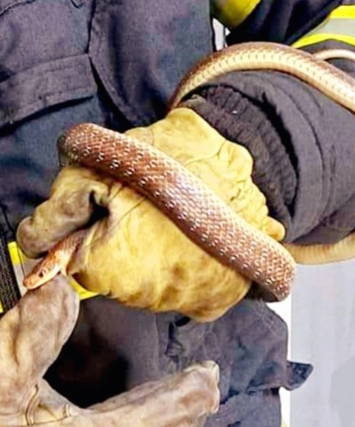Пожарникари отстраниле змија која се појавила во стан на петти кат во Тетово